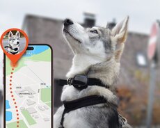 Ev heyvanları üçün gps izləmə cihazı