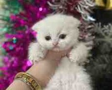 Şotland pişiyi balası