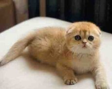 Qızılı şinşilla pişiyi balası