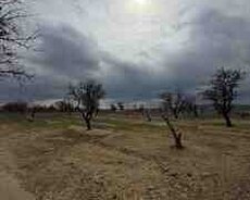 20 sot torpaq sahəsi, Saray qəs