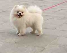 Şpits (cütləşdirmək üçün)