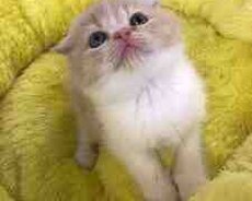 Şotland pişiyi balası