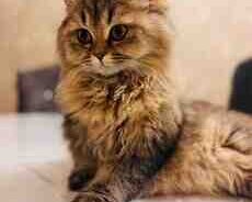 Qızılı şinşilla pişiyi