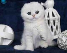 Şotland pişiyi balaları