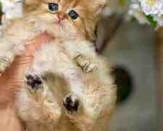 Qızılı şinşilla balaları