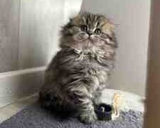 Şotland pişiyi balaları