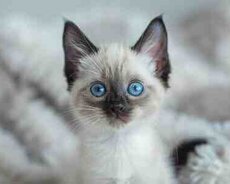 Siam pişiyi balaları