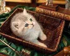 Şinşilla pişiyi balaları