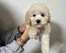 Toy pudel
