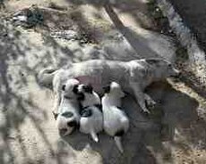 Həyət iti balaları