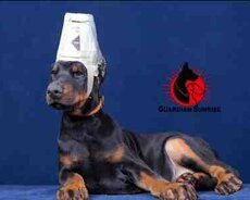 Doberman