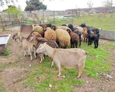 Qoyunlar və keçilər