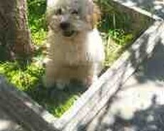 Pudel