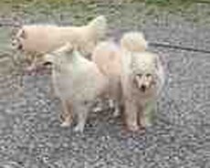 Samoyed