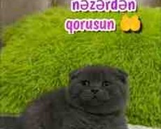 Şotland pişiyi balası