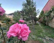 Həyət evi, Binəqədi r