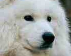 Samoyed balası