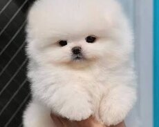 Pomerian Spitz balasi 