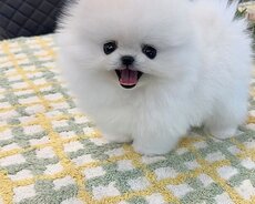 Pomerian Spitz  satlir 