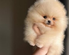 Pomerian Spitz balasi satlir xaricden gelme