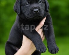 Labrador Retriver balaları