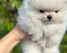 Pomerian Spitz boo itler