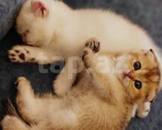 Котята шиншиллы