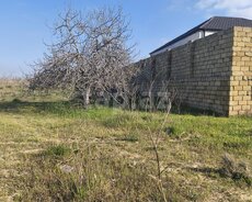 12 sot torpaq sahəsi, Ləhis bağları