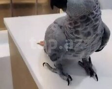 Parrot Jako tutuquşu