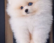 Pomerian Spitz balasi satlir 