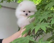 Pomerian Spitz boo  satlir 