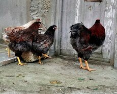Red Blue Wyandotte toyuqlar
