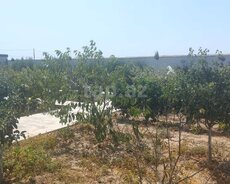 Bağ evi, Türkan qəs