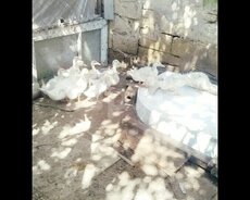 Ördək balaları