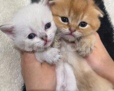 Qızılı şinşilla pişiyi balaları