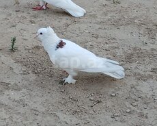 Göyərçin