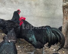 Avstralorp toyuqları