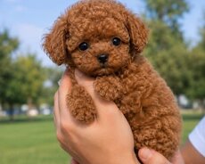 Toy pudel mini  bala
