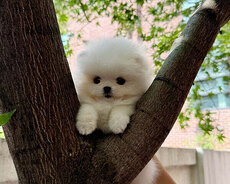 Pomerian Spitz mini  bala
