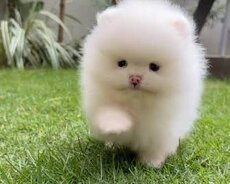Mini  pomerian Spitz balasi satlir 