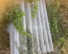 Dam örtükləri