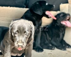 Labrador Retriver balası