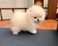 Mini pomerian Spitz
