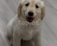 Golden Retriver balaları
