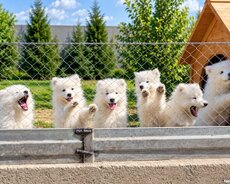 Samoyed balaları