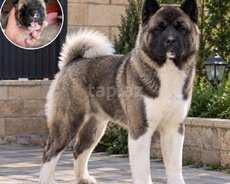 Amerikan Akita balaları