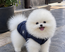 Pomerian Spitz balasi satlir