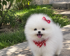 Pomerian Spitz