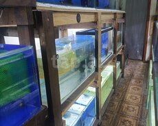 Hazır biznes - Akvarium balıqları yetişdirmə sexi