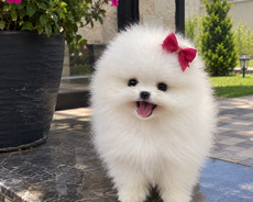 Pomerian Spitz balasi mini